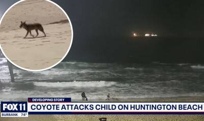 Video Captures Moment Coyote Viciously Attacks Toddler At Orange County Beach - perezhilton.com - California - city Sacramento