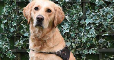 The p-awesome canine named Cosmos by the Enchanted Forest passes first stage to become a Guide Dog - dailyrecord.co.uk
