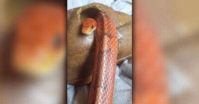 Boris Johnson - Couple stunned after missing pet snake Mikey turns up SIX MONTHS later outside their old front door - manchestereveningnews.co.uk - Manchester