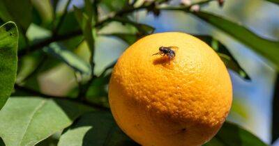 Tiktok - How to get rid of fruit flies from the home, according to a cleaning expert - ok.co.uk