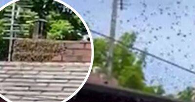 Family 'stuck' in house after garden is invaded by ENORMOUS swarm of wasps - www.manchestereveningnews.co.uk - Manchester