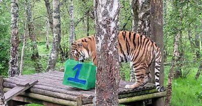 Scots wildlife Park celebrates 1st birthday of rare Amur tiger triplets - www.dailyrecord.co.uk - Scotland - China - Russia - North Korea