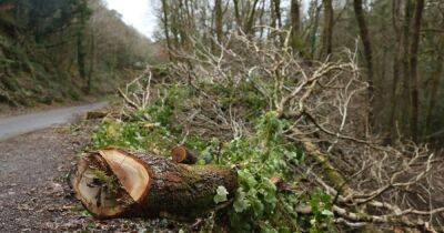 West Lothian faces £12m bill to cut down diseased trees - dailyrecord.co.uk - Scotland - county Livingston