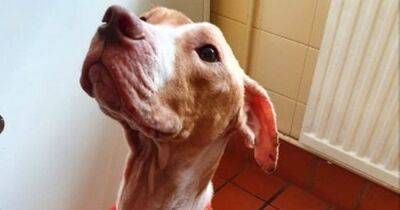 Search for person who neglected 'severely emaciated' dog left tied to a tree - www.manchestereveningnews.co.uk - USA