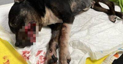 Dog dumped with lip ulcer in Scots park put down as 'no way to fix amount of pain' - dailyrecord.co.uk - Scotland