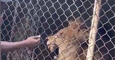 Lion bites off zoo worker's finger in front of visitors in horrifying footage - dailyrecord.co.uk - Jamaica