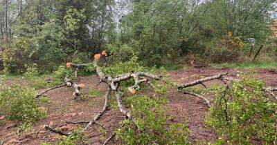 Charity blasts 'senseless' chopping down of trees in Dumbarton - dailyrecord.co.uk - Scotland