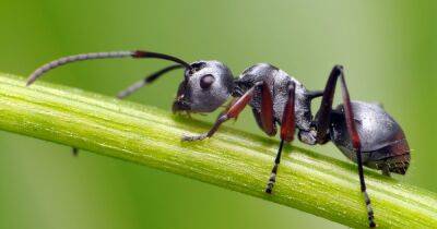 Sophie Hinchliffe - Mrs Hinch fans share clever hack to get rid of ants in your home - ok.co.uk