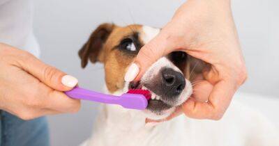 Tiktok - Vet shows horrifying consequences from failing to brush your dog's teeth - dailyrecord.co.uk