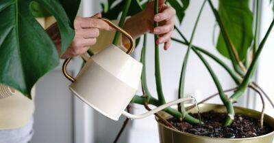 Tiktok - Clever hack using a piece of string keeps plants watered while on holiday - ok.co.uk