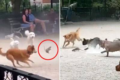 Dogs - Rowdy rat sparks chaos at NYC dog park in slapstick viral video - nypost.com - New York - New York