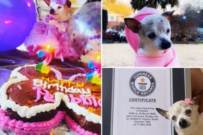Dogs - Meet the new world’s oldest living dog, Pebbles the toy fox terrier - nypost.com - Taylor - South Carolina