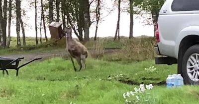 Scot captures deer playing with cardboard box in magical moment - www.dailyrecord.co.uk - Scotland