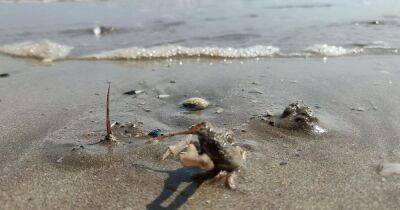 Experts unmask beach creature behind spikes sticking up through the sand - www.dailyrecord.co.uk - Britain
