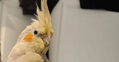 Scots pet budgie flies 200 miles to Yorkshire after escaping from home - dailyrecord.co.uk - Britain - Scotland