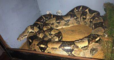 Exotic animal ban for man who kept 7ft boa constrictor in 4ft tank - www.manchestereveningnews.co.uk