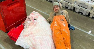 Fishermen stunned after catching monster 7ft halibut off coast of Scotland - www.dailyrecord.co.uk - Scotland - county Lewis - Greenland
