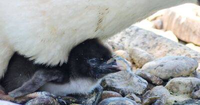 Endangered penguin chicks hatch at Edinburgh Zoo in adorable photos - dailyrecord.co.uk - Scotland - India - county Atlantic - county Ocean