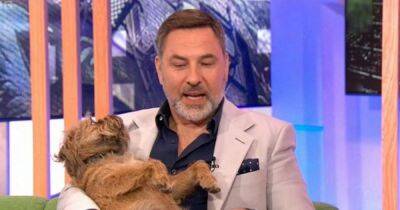 David Walliams slammed for 'disgusting' behaviour with dog on BBC's The One Show - www.dailyrecord.co.uk - Britain - Scotland - Birmingham