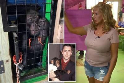 Alan Cumming - Rolling Stone - Movie star chimp Tonka found alive after owner faked death to avoid PETA seizure - nypost.com - Florida - state Missouri