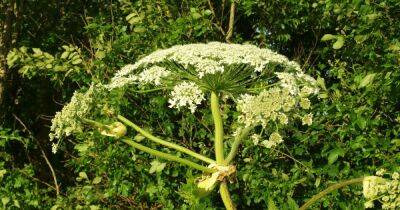 Giant hogweed labeled UK's most dangerous plant - how to spot it in your garden - www.dailyrecord.co.uk - Britain - USA