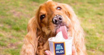 Aldi - Aldi launches ice cream for dogs with two flavours – just in time for the heatwave - ok.co.uk - Britain - Scotland - city Brighton