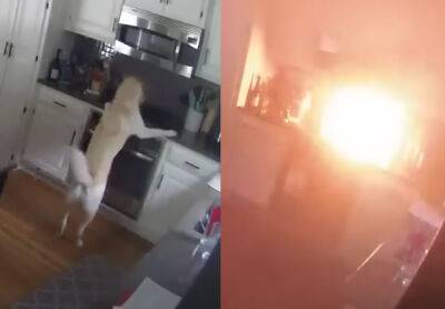 Security Camera Catches Dog Turning On Stove & Setting House On Fire!! - perezhilton.com - state Missouri - Kansas City