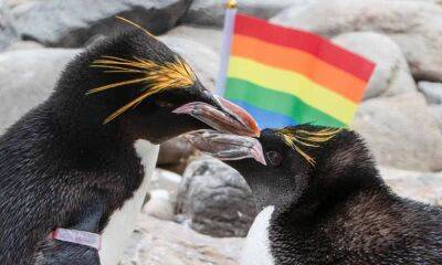 These adorable gay penguins celebrate Pride Month at Welsh zoo - us.hola.com - Britain - New York - New York - Wisconsin