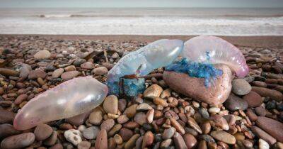 Warning over 'killer' jellyfish that look like 'plastic bags' set to invade UK beaches - dailyrecord.co.uk - Britain - Portugal