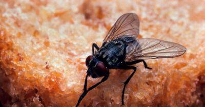 Cleaning expert shares tricks to keep flies out your kitchen and away from food - dailyrecord.co.uk - Britain