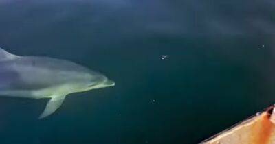 Magical clip captures playful dolphins chasing boat in waters near Dunbar - dailyrecord.co.uk - Scotland