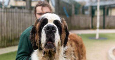 St Bernard who loves hot dogs and toilet roll tubes is desperate to find a family - manchestereveningnews.co.uk - Britain - Manchester