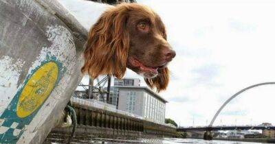 River Clyde - Scotland's only underwater sniffer dog retires after 11 years - dailyrecord.co.uk - Scotland