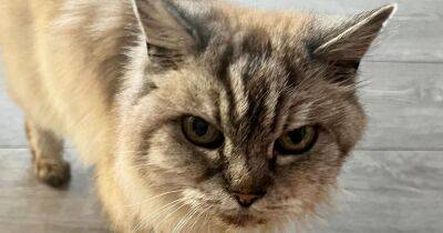 Cat owner reunited with her missing moggy... after it turned up 10 years later and 250 miles away - www.manchestereveningnews.co.uk - Britain - Manchester