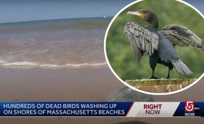Horror Movie Come To Life As 'Hundreds' Of Dead Birds Wash Up On Martha's Vineyard - perezhilton.com - USA - state Massachusets - Netflix