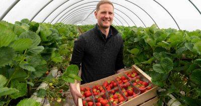 Growing a sweet and sustainable success with Lidl strawberries - dailyrecord.co.uk - Britain - Scotland - Ireland