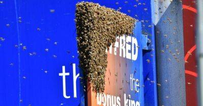 Dramatic moment hundreds of bees descend on city centre Betfred shop - manchestereveningnews.co.uk - Afghanistan