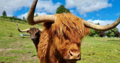Win a family trip to Blair Drummond Safari Park and see the new highland cows - dailyrecord.co.uk - Scotland