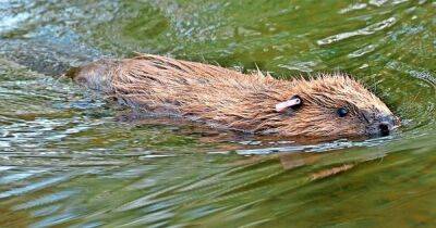 Cairngorms National Park vows to take lead role in bringing protected beavers to Perth and Kinross area - www.dailyrecord.co.uk - Scotland
