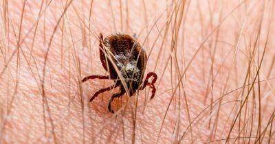 My London - Lyme disease symptoms and how to get tested - dailyrecord.co.uk - Britain
