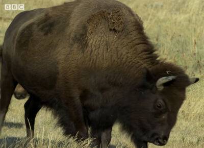 Video Captures Horrific Moment Yellowstone Bison Charges & Gores Man Defending Small Child! - perezhilton.com - Colorado - Wyoming - state Idaho - county Yellowstone