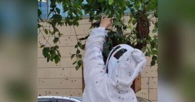 Woman filmed capturing swarming bees with her BARE HANDS - manchestereveningnews.co.uk - Britain - Manchester - county Hand