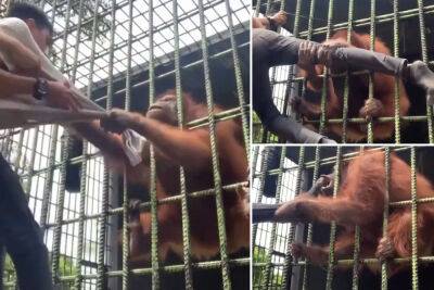 Orangutan attacks taunting zoo visitor who jumps fence in shocking video - nypost.com - India - Indonesia