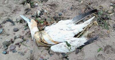 Heartbreaking images show dead puffins and gannets washed ashore as bird flu reaches North East - www.dailyrecord.co.uk - Britain - Scotland