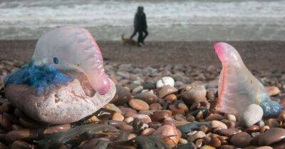 The sea creatures and marine mammals you might spot on Scottish beaches - www.dailyrecord.co.uk - Scotland - Portugal