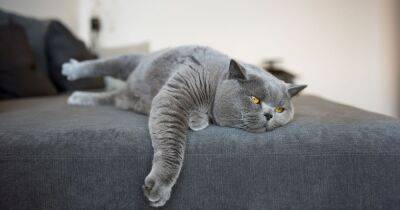 How to look after your cat in a heatwave - www.dailyrecord.co.uk