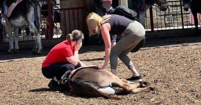 Farm blasts rumour donkey ‘collapsed’ while giving kids rides during heatwave - www.dailyrecord.co.uk - Manchester