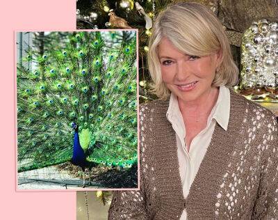 Marvin Gaye - Martha Stewart - Martha Stewart Mourns Deaths Of Her 6 Peacocks After They Were ‘Devoured’ By Coyotes In Broad Daylight - perezhilton.com