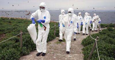 The Northern Agenda: Flu outbreak killing seabirds in their thousands - www.manchestereveningnews.co.uk