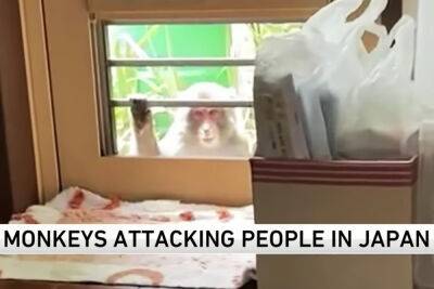 Japanese City Terrorized By Monkeys Attacking People & Trying To Snatch Babies: 'They Are So Smart' - perezhilton.com - Florida - Japan - Tokyo
